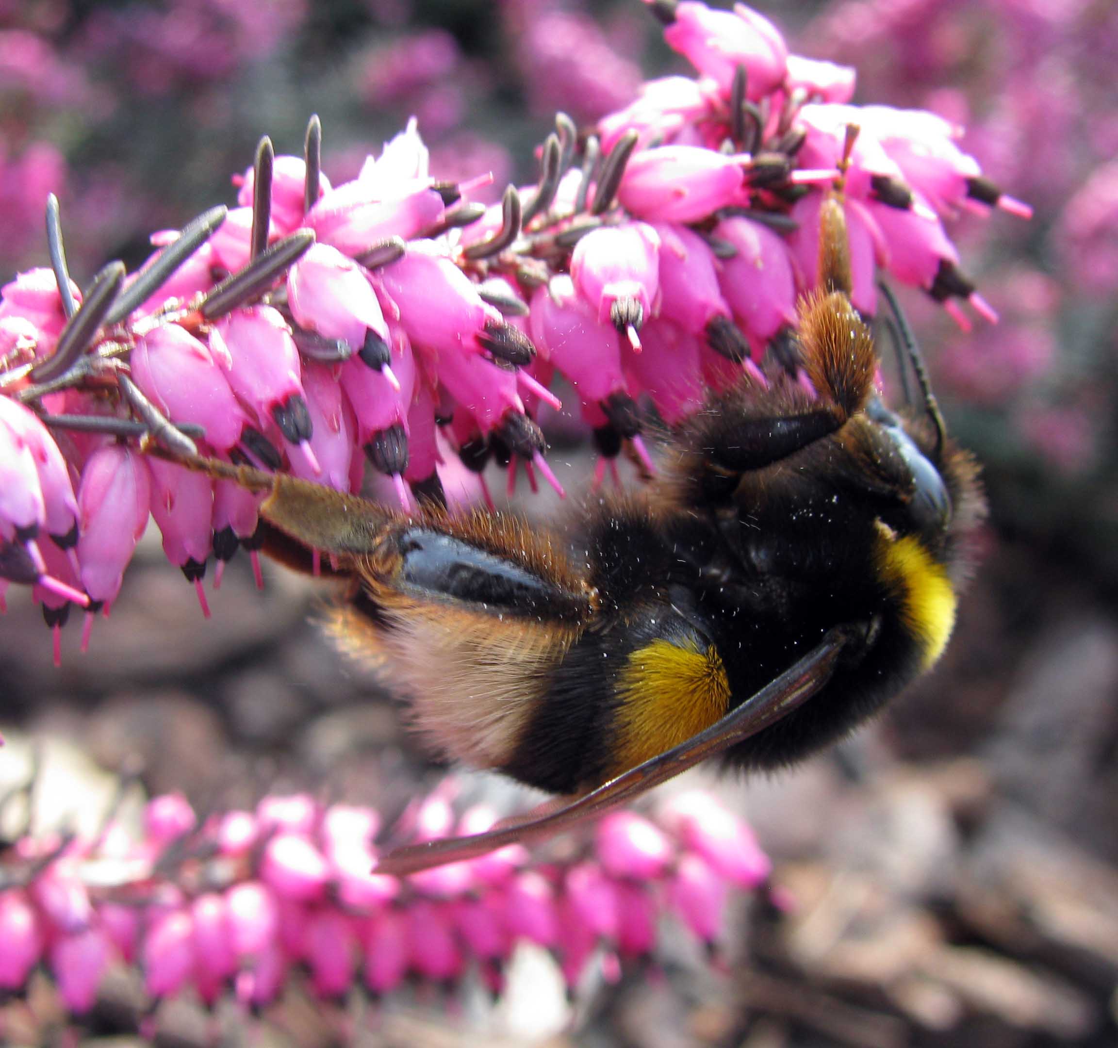 Bombus sp